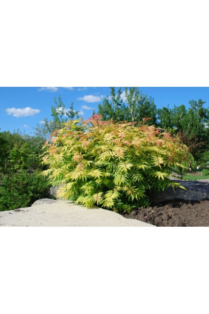 Горобинник горобинолистий Сем® 